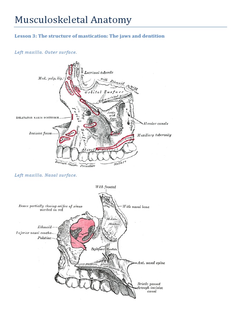 Musculoskeletal Anatomy: Lesson 3: The Structure of Mastication: The ...