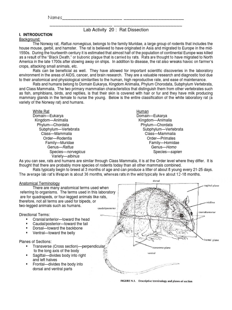Rat Dissection Protocole | PDF | Heart Valve | Heart