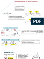 Haga Un Diagrama Del Metabolismo de Los Neurotransmisores