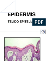 2 Epidermis