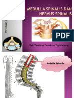 Medulla Spinalis Dan Nervus Spinalis PDF