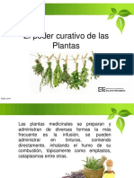 Las plantas curativas