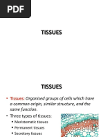 Anatomy Of Plants Tissue Biology Plant Stem