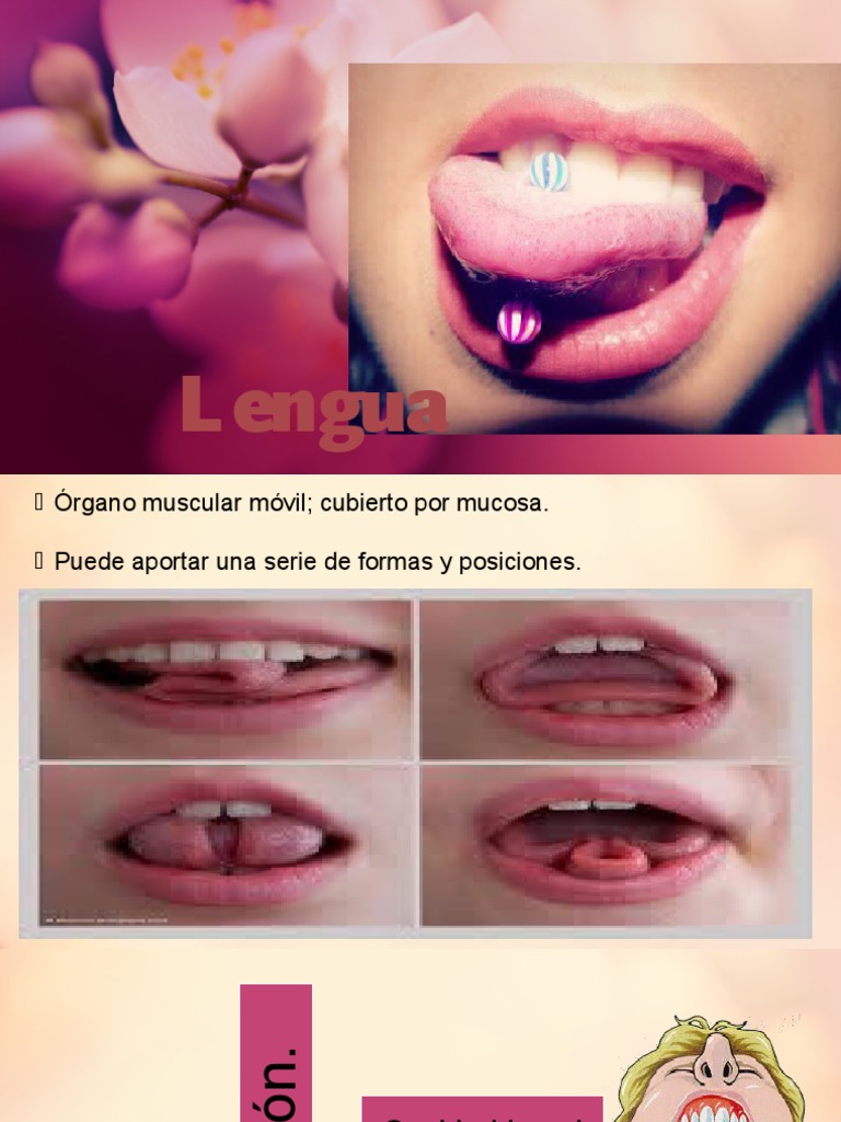 Anatomía y Funciones de la Lengua | PDF | Lengua | Anatomía humana