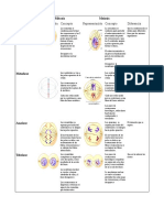 Diferencia Entre Mitosis & Meiosis