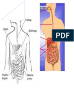 Sistema Digestivo