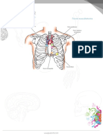 Focos Auscultatorios PDF