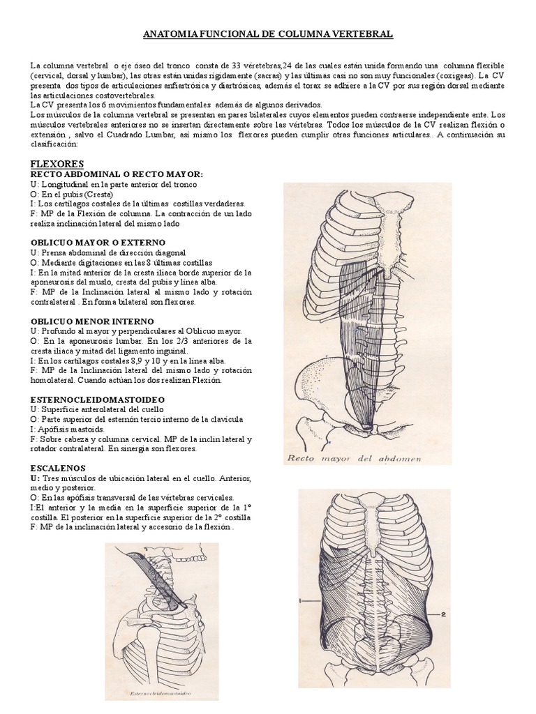 Kinesiologia de Columna Vertebral | PDF | La columna vertebral | Vértebra