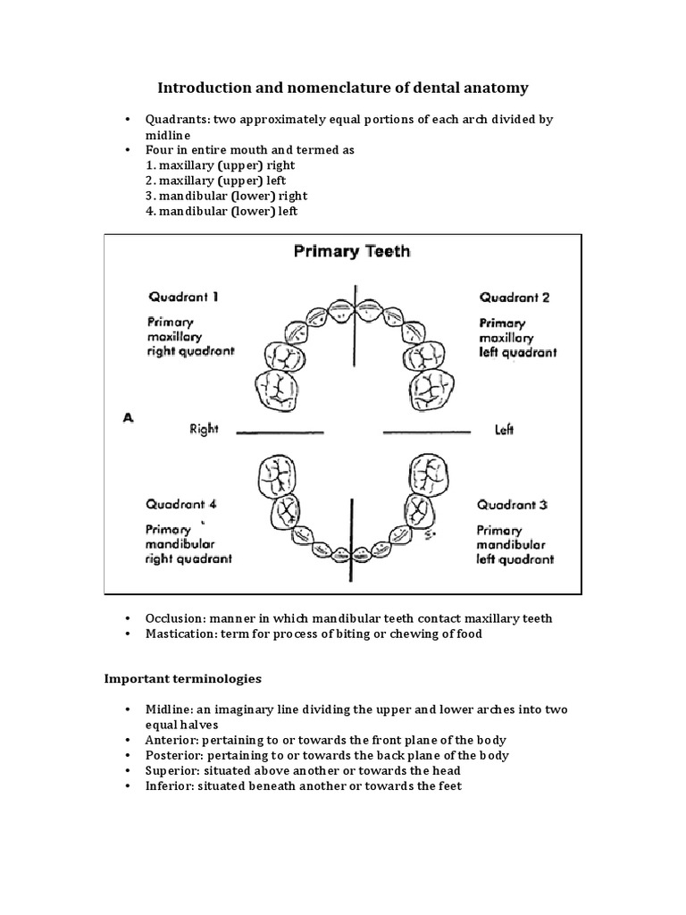 Klasifikasi Dental Anatomi PDF Facial Features Zoology