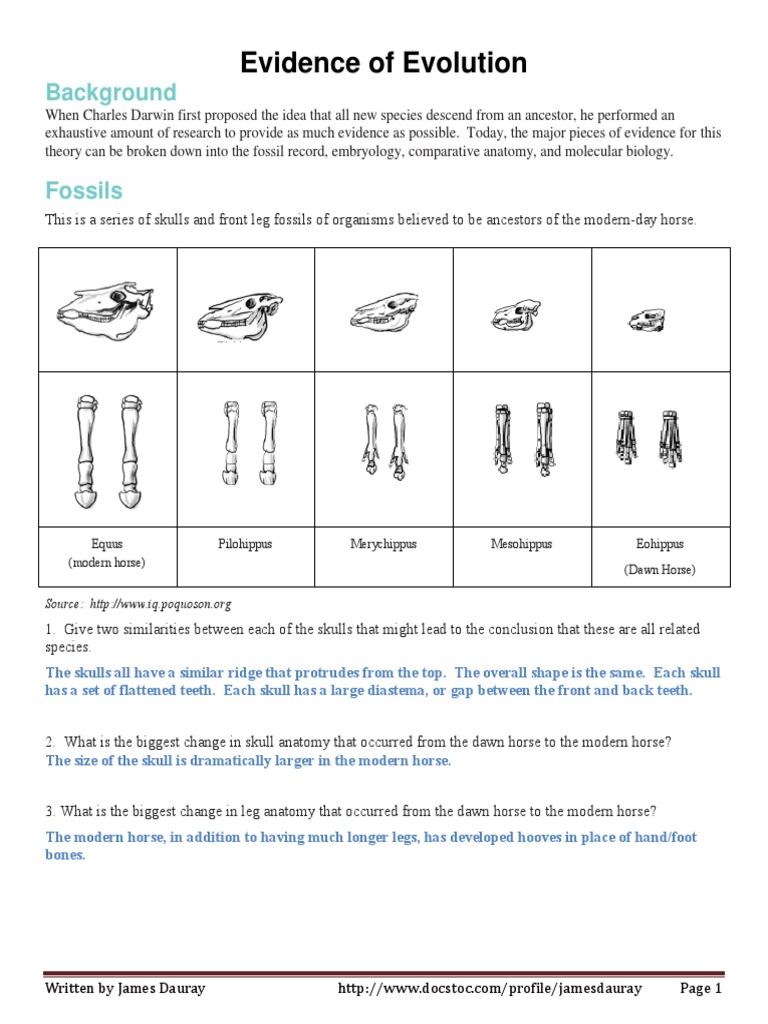 Evidence of Evolution Answer Key | PDF | Anatomy | Organisms