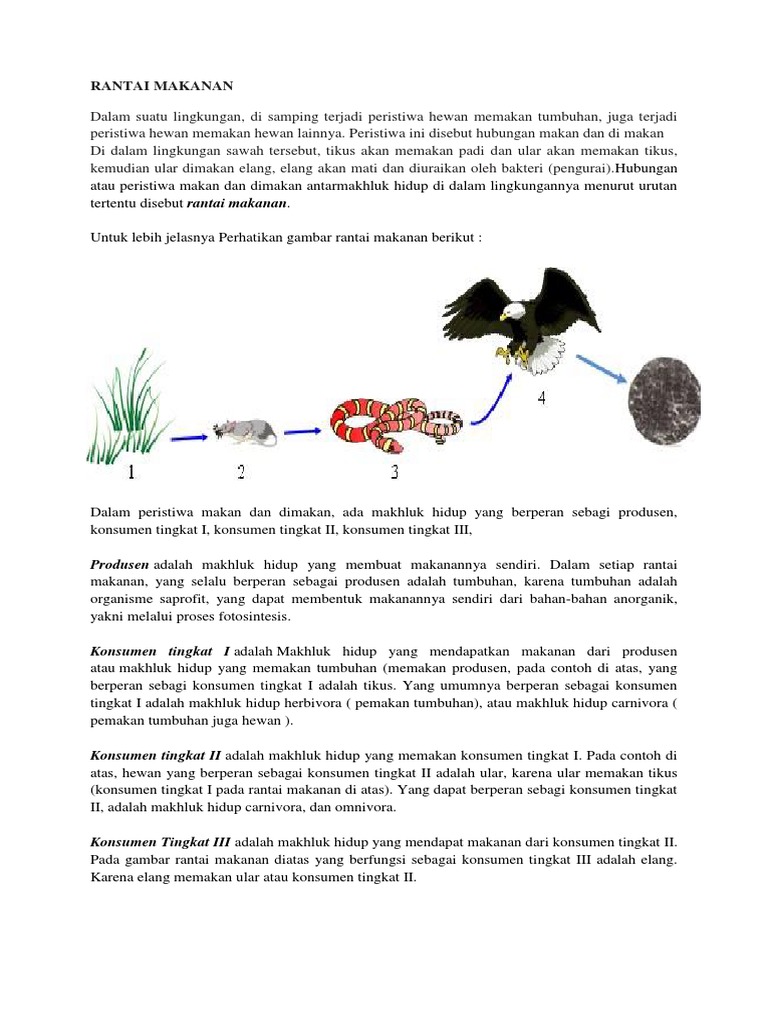 740 Gambar Rantai Makanan Hewan Dan Tumbuhan Gratis Terbaik