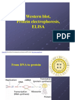 Western PDF