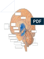 brain label.pdf