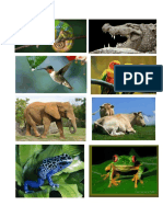 ANIMALES ANFIBIOS.docx