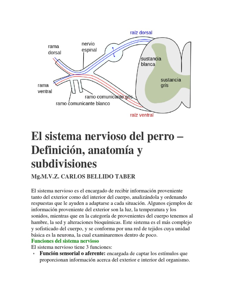 Sistema Nervioso del Perro: Anatomía y Funciones | PDF | Neurona ...