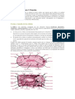 La Estructura Celular
