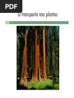 o Transporte Nas Plantas