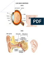 Los Cinco Sentidos