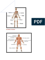 El Sistema Oseo, Sistema Muscular Cuerpo Humano
