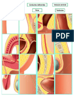 Uretra Conductos Deferentes Vesícula Seminal Próstata Pene Testículos