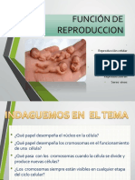 FUNCIÓN DE  REPRODUCCION.pptx
