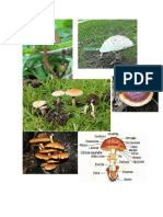 imagenes de hongos.docx