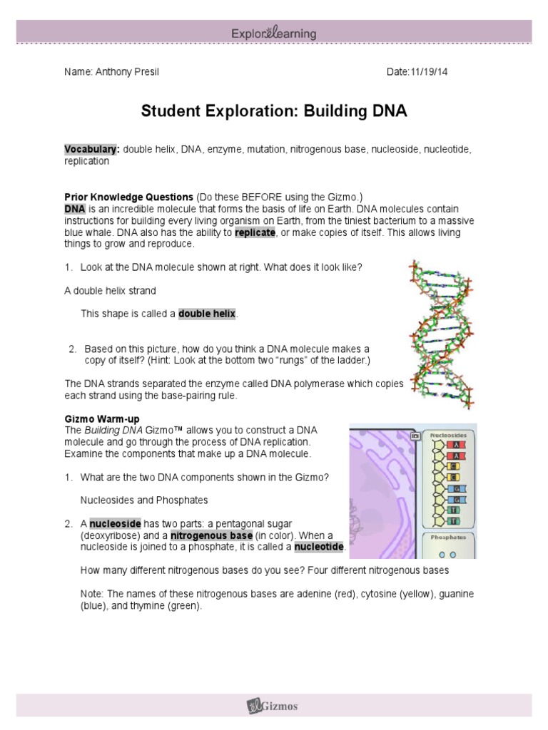 Student Exploration Building Dna Nucleotides Dna