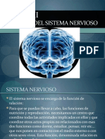 Bases Del Funcionamiento Del Sistema Nervioso