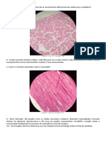 Simulado Laminas Histologia