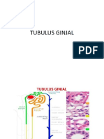Tubulus Ginjal