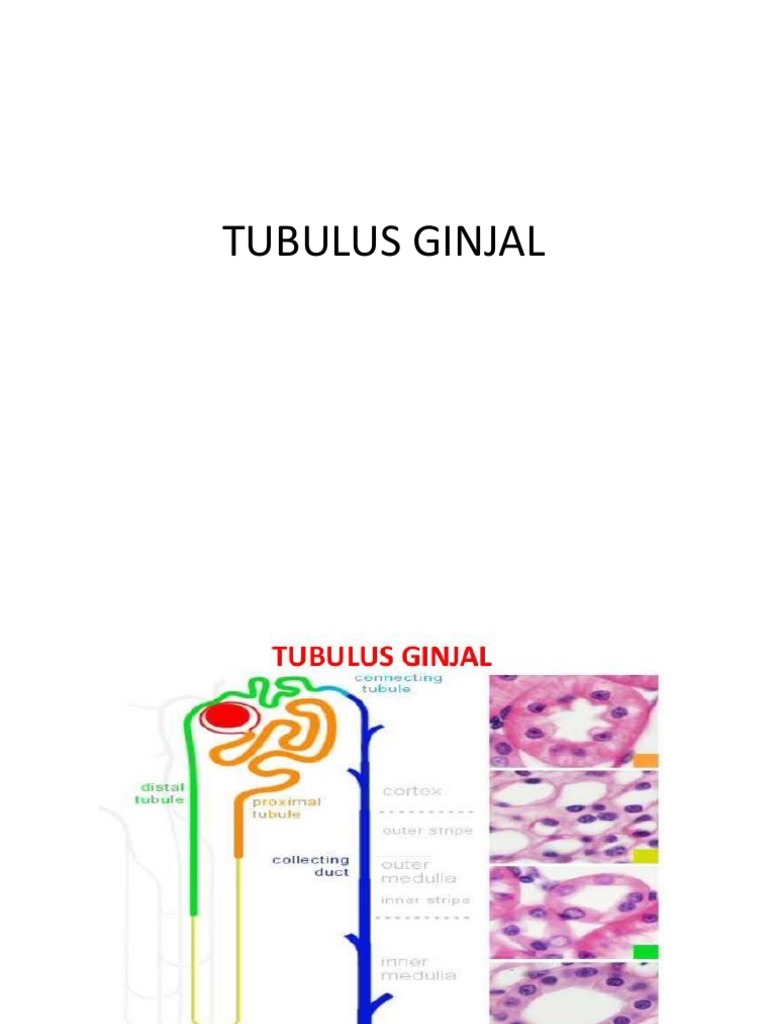 Tubulus Ginjal | PDF