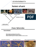 Ophiuroidea, Echinoidea e Holothuroidea: Classes do Filo Echinodermata