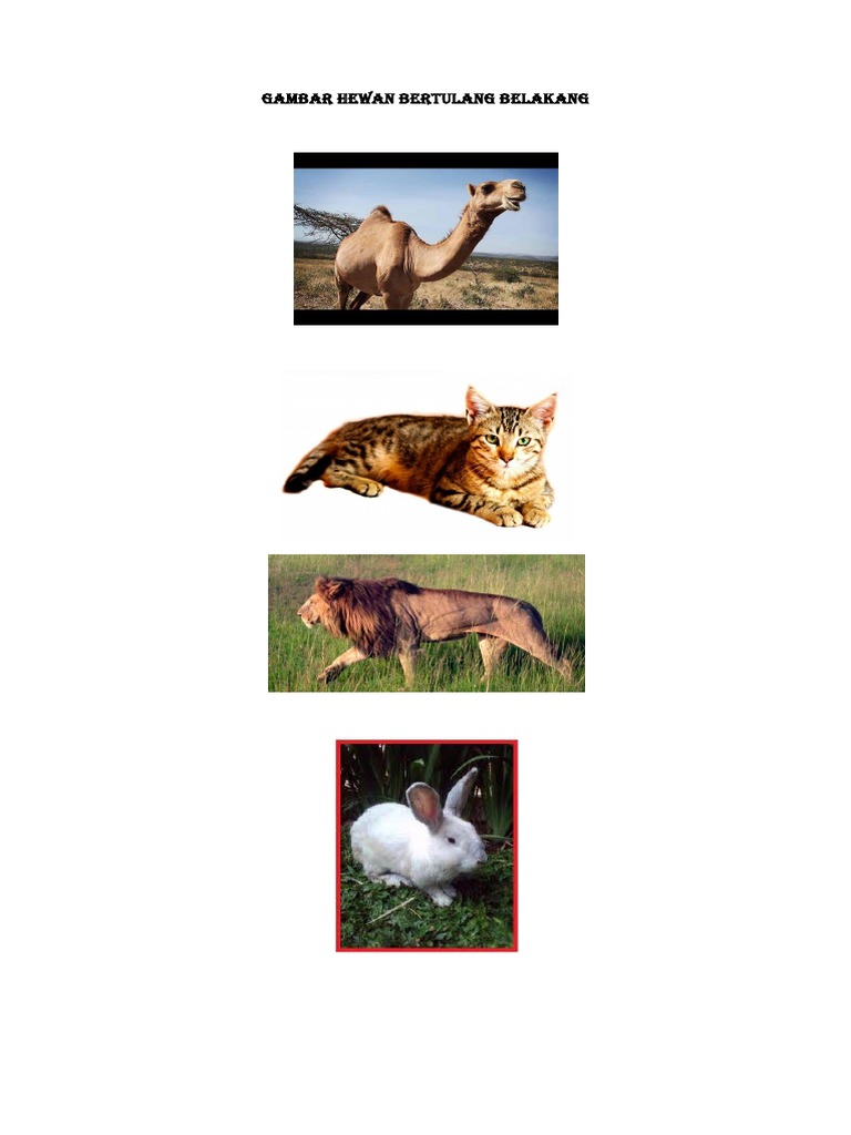 920 Gambar Hewan Yang Bertulang Belakang HD Terbaru