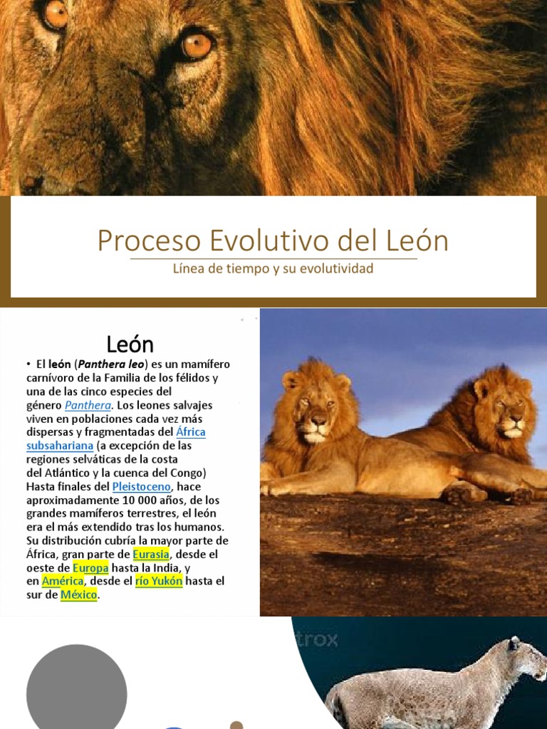 Proceso Evolutivo Del León
