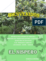 Presentación Del Nispero