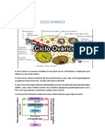 Ciclo Ovarico