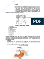 Anatomi Abdomen