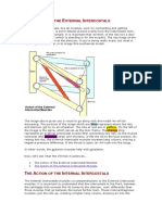 The Action of The Internal and External Intercostals