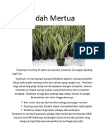 Sansevieria Alias Si Lidah Mertua Punya Banyak Kelebihan