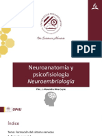 Neuroembriología