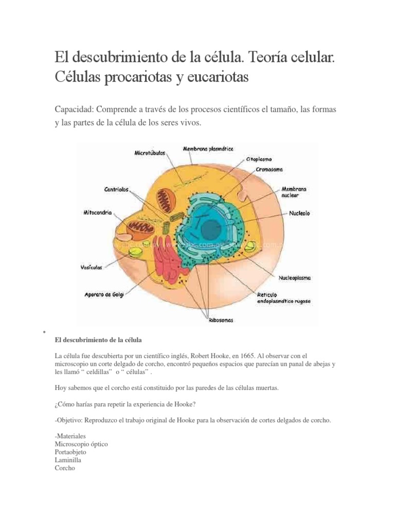 El descubrimiento de la célula.docx Citoplasma