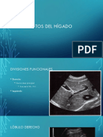 Segmentos y anatomía vascular del hígado