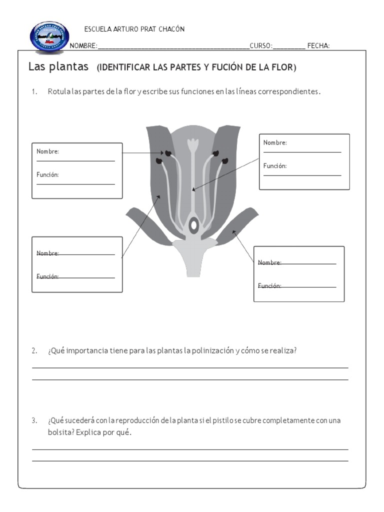 Partes y funciones de la flor | PDF | Flores | Plantas