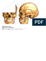 Anatomia