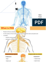 Peripheral Nervous System (PNS) : Sine Yuyu Nont Noey Khing