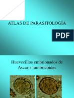Atlas micro parasitologia 