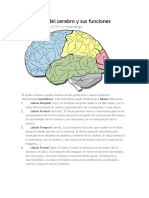 Los Lóbulos Del Cerebro y Sus Funciones