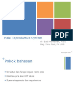 Male Reproductive System: Dr. Budi Hernawan, M.SC Bag. Ilmu Faal, FK UMS