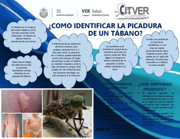 Síntomas y cuidados de picaduras de tábano | PDF | Mosca | Infección