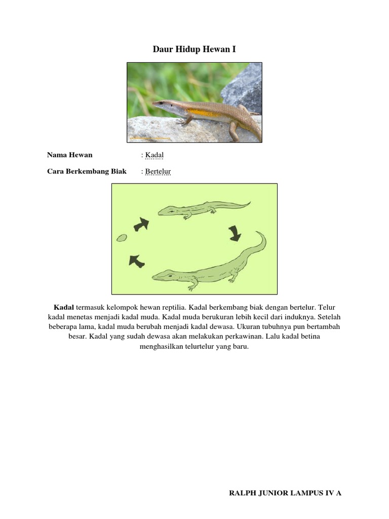 Daur Hidup Hewan I Nama Hewan Cara Berkembang Biak